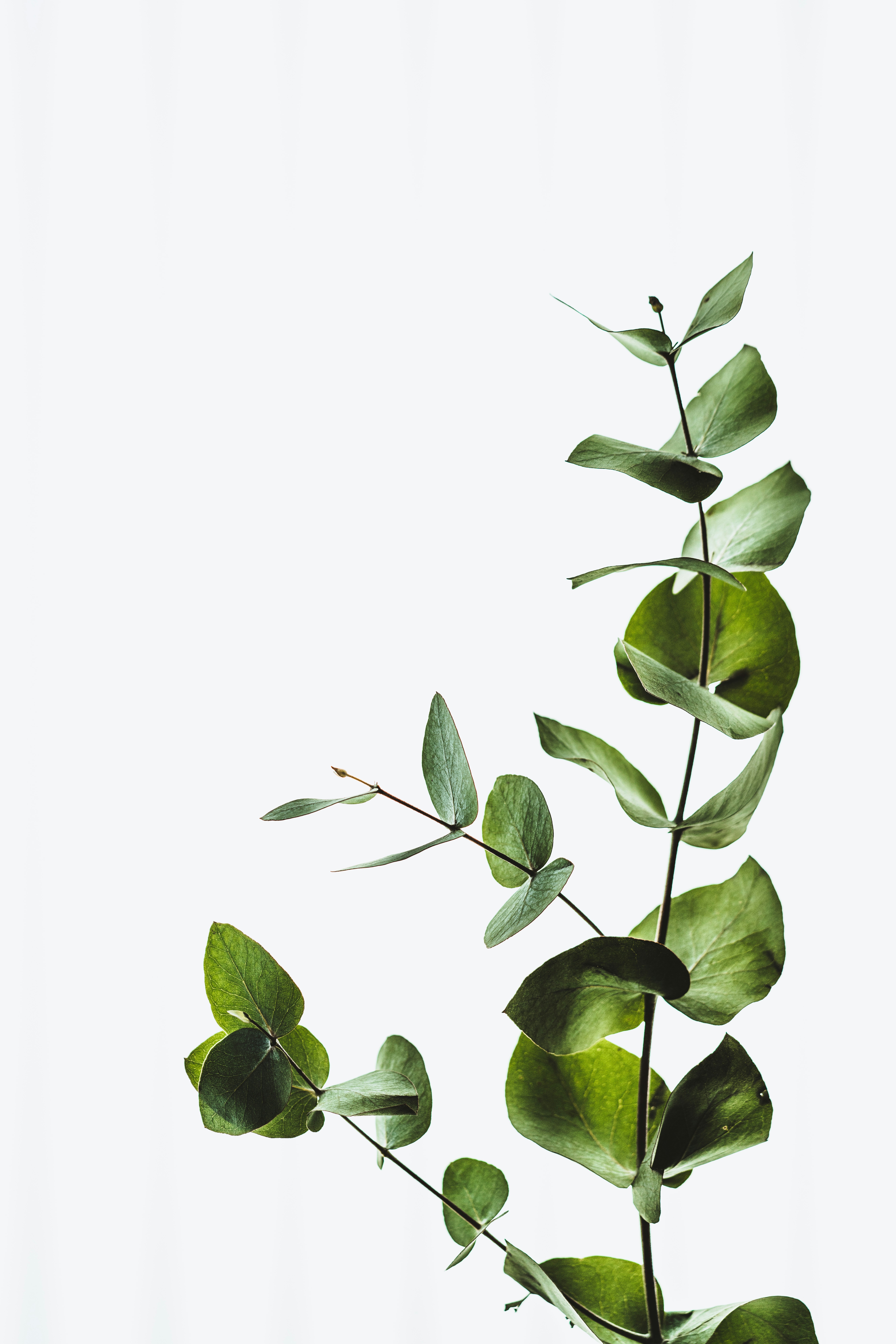 Plant growing in soil