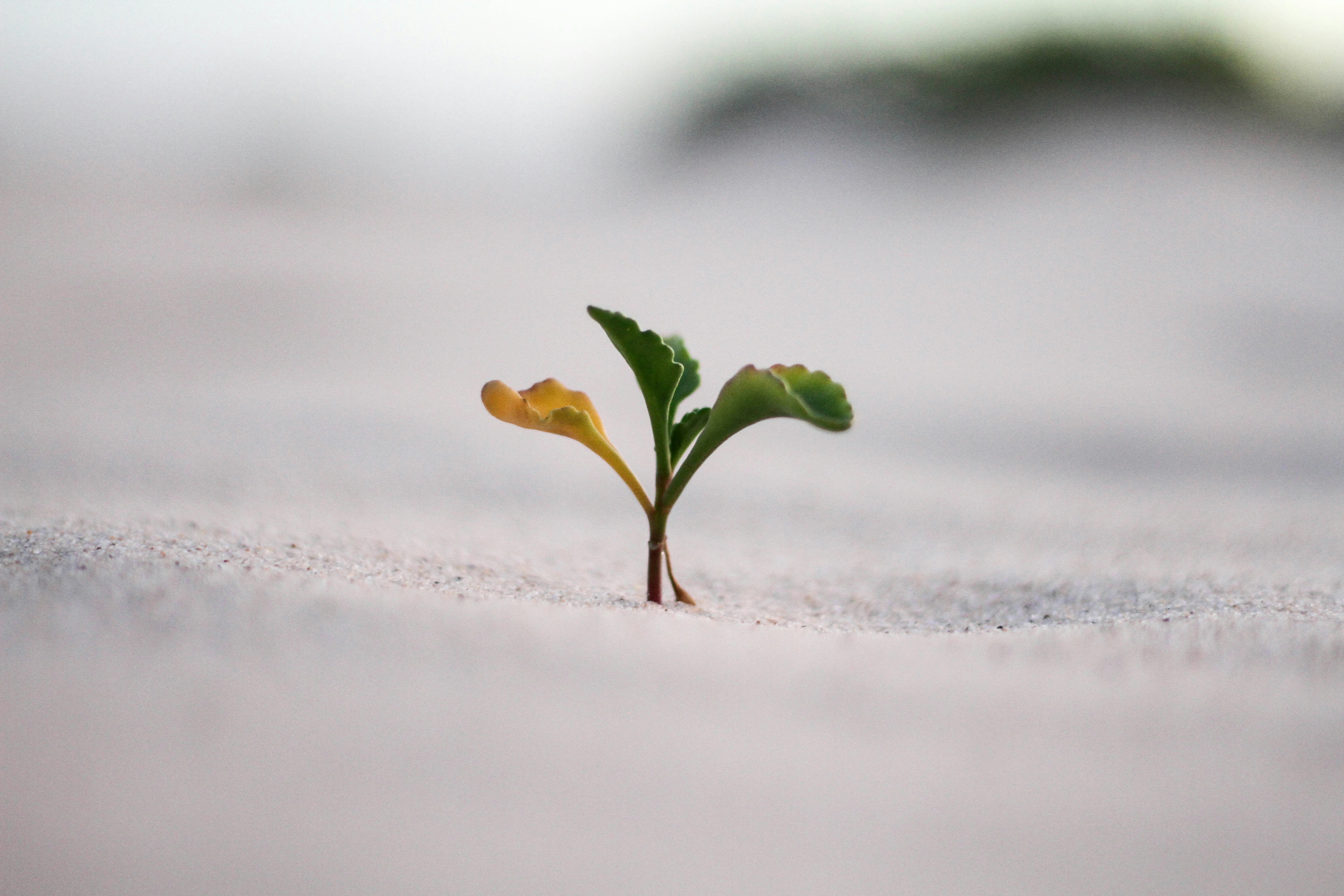 Seedling in soil